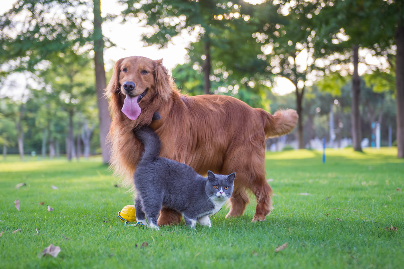 British short hair cats and dogs play in the meadow